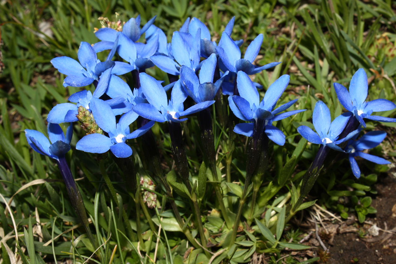 Gentiana bavarica / Genziana bavarese